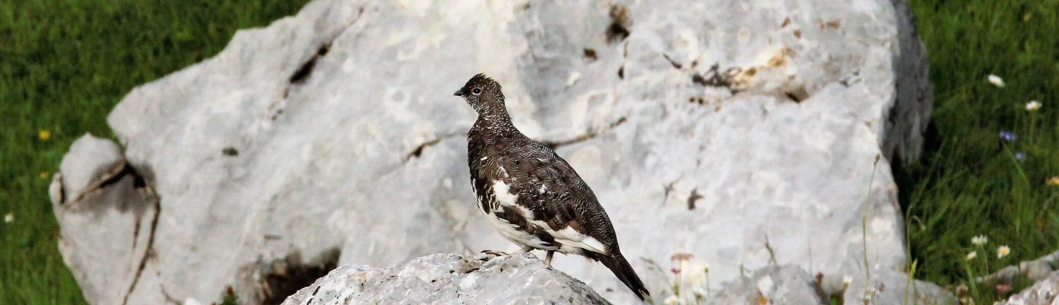 © Europaschutzgebiete Montafon-Klostertal