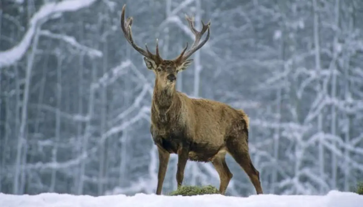 Rotwild im Schnee | © Andreas Strauss